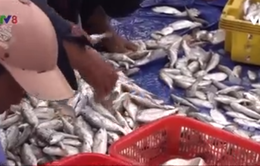 Ngư dân Hà Tĩnh trúng đậm cá đầu năm