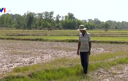 Hàng nghìn ha lúa tại Trà Vinh bị chết khô