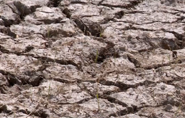 Thiệt hại hàng nghìn ha lúa do hạn mặn tại ĐBSCL