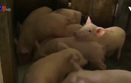 Nông dân Quảng Nam thận trọng tái đàn lợn