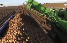 Công nghệ cao trong canh tác khoai tây