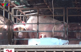 Bắt quả tang gần 10 tấn lợn nghi nhập lậu ở Long An