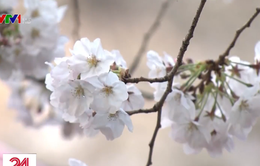 Nguy cơ lây nhiễm COVID-19 tại Nhật Bản khi tụ tập ngắm hoa anh đào