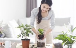 Bí quyết trồng cây xanh trong nhà