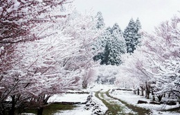 Tuyết rơi bất thường giữa mùa hoa anh đào tại Nhật Bản