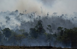 Rừng Amazon tại Brazil tiếp tục bị tàn phá nghiêm trọng