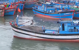 Đà Nẵng xử lý hơn 100 tàu cá ngoại tỉnh vi phạm các quy định về khai thác hải sản