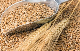 Nga thận trọng trong việc xuất khẩu lúa mỳ