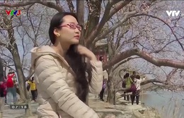 Cuộc sống trở lại tại Trung Quốc: Công viên mở cửa, người dân đi ngắm hoa anh đào