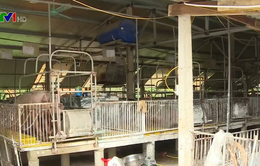 Trang trại lợn xả thải giữa khu dân cư tại Hà Tĩnh, gây ô nhiễm nghiêm trọng