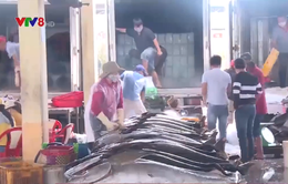 Giá cá ngừ Nam Trung bộ giảm mạnh vì dịch Covid - 19