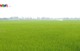 Nhiều giải pháp đảm bảo thắng lợi vụ lúa Đông Xuân