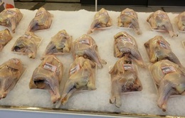 Thịt gà công nghiệp giá rẻ như rau