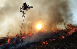 Đây là lý do rừng có nguy cơ cháy bất cứ lúc nào!
