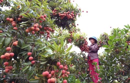 Xuất khẩu quả vải tươi: Đề nghị Nhật Bản ủy quyền kiểm dịch thực vật