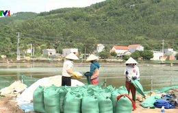 Diêm dân Quảng Ngãi gặp khó khăn do giá muối thấp