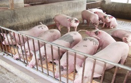 Giá thịt lợn hơi tăng trở lại