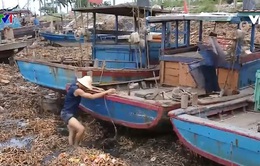 Cảng cá Tân Sơn bị  lục bình "bủa vây"