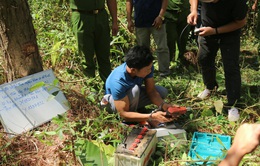 Truy tố 7 bị can hủy hoại 10 ha rừng thông Lâm Hà