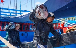 Ngư dân Tam Quan vui mùa cá ngừ đại dương