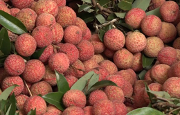 Nâng tầm giá trị trái vải Việt Nam trên thị trường quốc tế