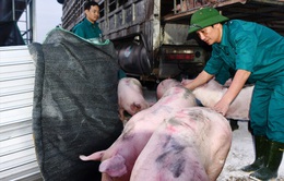 500 con lợn Thái hết “veo” chỉ trong 1 giờ đồng hồ