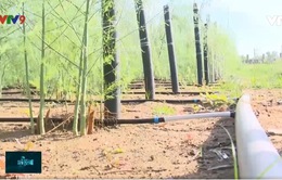Ninh Thuận: Tiết kiệm nước "giải cứu" cho vùng đất khô hạn