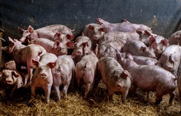 Nóng: Phát hiện chủng virus mới ở lợn có thể gây ra đại dịch toàn cầu