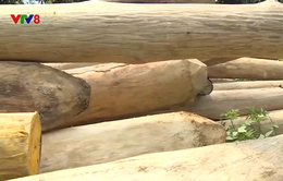 Nóng tình trạng khai thác gỗ trái phép tại Hà Tĩnh