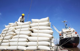 Việt Nam có cơ hội vượt Thái Lan về xuất khẩu gạo ngay trong năm 2020