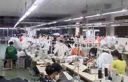 Các doanh nghiệp lớn Nhật Bản lên kế hoạch mở rộng sản xuất tại Việt Nam