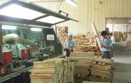 Nhiều doanh nghiệp gỗ khôi phục được 50-60% hoạt động sản xuất kinh doanh