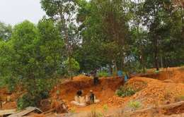 Tái diễn tình trạng khai thác vàng trái phép tại Bồng Miêu