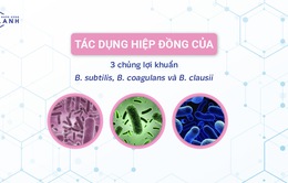 Sự thật về tác dụng của 3 chủng lợi khuẩn  Bacillus subtilis, Bacillus coagulans và Bacillus clausii