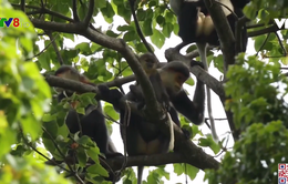 Cần bảo tồn đa dạng sinh học tại rừng Kon Plông