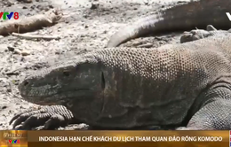 Indonesia hạn chế số khách du lịch tham quan đảo rồng Komodo