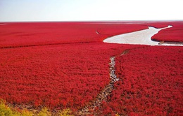 Ngất ngây, vẻ đẹp mê hoặc du khách của vùng “biển đỏ” (Trung Quốc)