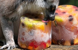 “Giải nhiệt” mùa hè, sở thú Italy phát kem cho động vật