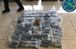 Phát hiện và thu giữ hơn 1 tấn cocaine giấu trong container chở dứa tại Costa Rica