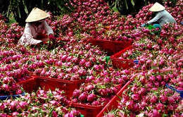 Gỡ khó cho trái cây Việt xuất khẩu sang Mỹ