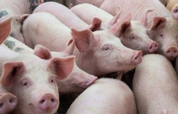 12 tỉnh, thành phố tăng đàn lợn 100%: Giá thịt cuối năm có giảm?