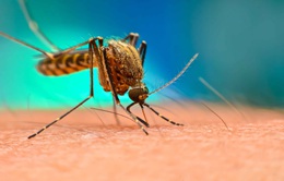 Mỹ thả 750 triệu con muỗi đực biến đổi gene để khống chế dịch sốt xuất huyết