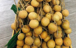 Hoa quả Việt Nam xuất khẩu trở lại sang Mỹ