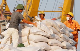 Giá gạo xuất khẩu của Việt Nam tăng thêm 5 USD/tấn