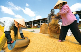 Hạt gạo Việt và câu chuyện "chiếu dưới" sau 30 năm xuất khẩu