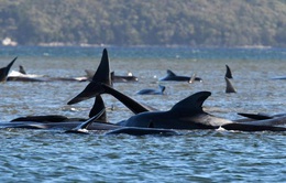 Hàng trăm con cá voi bị mắc cạn tại Australia, ít nhất 90 cá thể đã chết