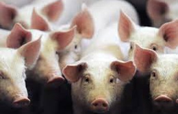 Biến đổi gene ở lợn để tạo nguồn ghép tạng cho người