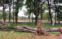 Thừa Thiên - Huế: Nhiều cây xanh ngã đổ do cơn bão số 5