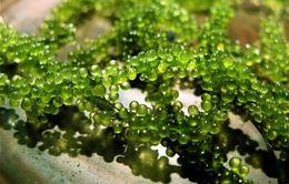 Khám phá công nghệ nuôi trồng tảo xoắn ở Nhật Bản