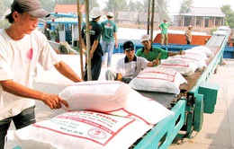 Sẽ chấm điểm uy tín nhà thầu cung cấp gạo dự trữ quốc gia